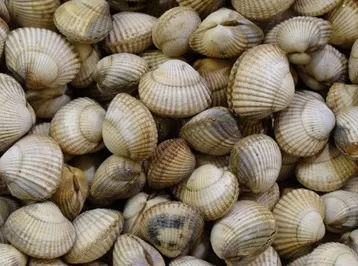 Illustration du rappel ALERTE : coque élevée en france - non conformite microbiologique